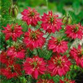 Nigella damascena 'Mulberry Rose'