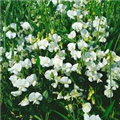 Lathyrus latifolius 'Weiße Perle'