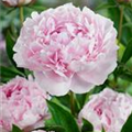 Paeonia lactiflora 'Dinner Plate'