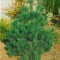 Pinus sylvestris 'Sandringham'