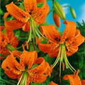 Lilium henryi