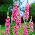 Lythrum salicaria 'Pink Blush'®