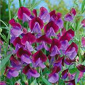 Lathyrus odoratus