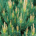 Pinus sylvestris 'Watereri'