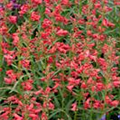 Penstemon barbatus 'Red Riding Hood'