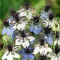 Nigella sativa