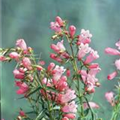 Penstemon hartwegii 'Apple Blossom'