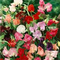 Lathyrus odoratus 'Biedermeier'