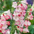 Penstemon hartwegii 'Arabesque'