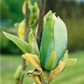 Magnolia acuminata 'Blue Opal'