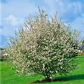 Malus sylvestris