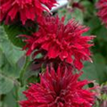 Monarda didyma 'Fireball'®