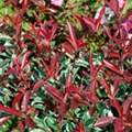 Photinia fraseri 'Pink Marble'®