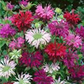 Monarda didyma 'Panorama'®