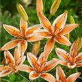 Lilium 'Orange Electric'