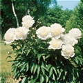 Paeonia officinalis 'Alba Plena'