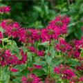 Monarda didyma 'Raspberry Wine'