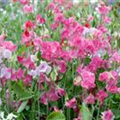 Lathyrus odoratus 'Sommerduft'