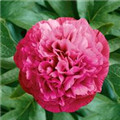 Paeonia officinalis 'Rosea Plena'