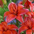 Lilium 'Red Electric'