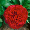 Paeonia officinalis 'Rubra Plena'