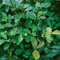 Photinia serratifolia 'Curly Fantasy'(s)