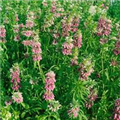 Monarda fistulosa 'Feuerschopf'