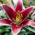 Lilium 'Scheherazade'