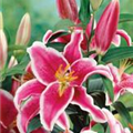 Lilium 'Starlight Express'