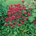 Monarda fistulosa 'Cambridge Scarlet'