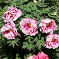 Paeonia x suffruticosa 'Kamata-Nishiki'