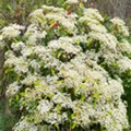 Photinia serratifolia 'Red Robin'