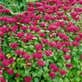 Monarda fistulosa 'Mahagoni'