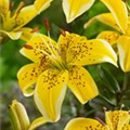 Lilium 'Yellow Electric'