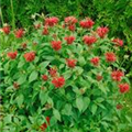 Monarda fistulosa 'Präriebrand'