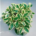 Peperomia obtusifolia 'Greengold'