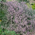 Limonium latifolium