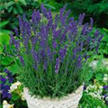 Lavandula angustifolia 'Hidcote Compact'