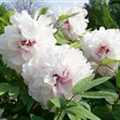 Paeonia x suffruticosa, weiß