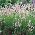 Lavandula angustifolia 'Loddon Pink'