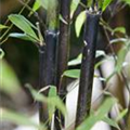 Phyllostachys nigra