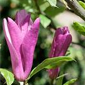 Magnolia 'Little Girl'