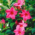 Mandevilla sanderi 'Sundaville® Pink'