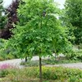 Nyssa sylvatica 'Sheffield Park'