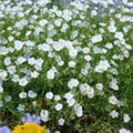 Linum perenne 'Diamant'