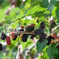 Morus alba 'Giant Fruit'