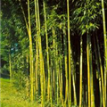 Phyllostachys viridiglaucescens