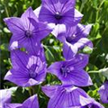 Platycodon grandiflorus 'Fuji Blue'