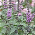 Ocimum basilicum 'Anisum'