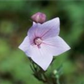 Platycodon grandiflorus 'Shell Pink'